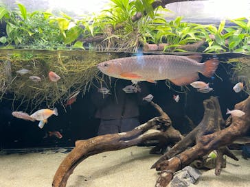 カワスイ 川崎⽔族館に投稿された画像（2023/10/9）