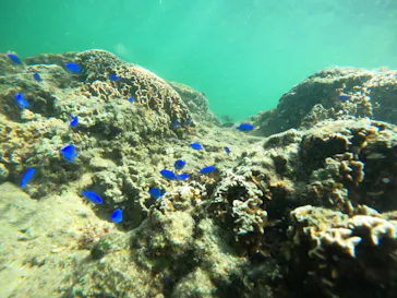 武藤潜水に投稿された画像（2023/10/9）