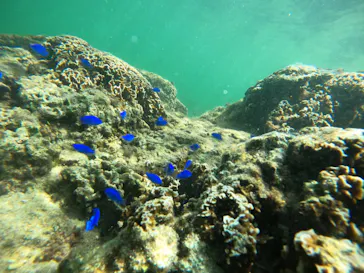 武藤潜水に投稿された画像（2023/10/9）