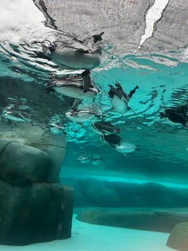 天王寺動物園に投稿された画像（2023/10/9）