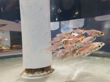 環境水族館アクアマリンふくしまに投稿された画像（2023/10/9）