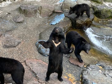 奥飛騨クマ牧場に投稿された画像（2023/10/9）
