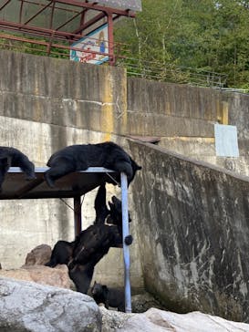 奥飛騨クマ牧場に投稿された画像（2023/10/9）