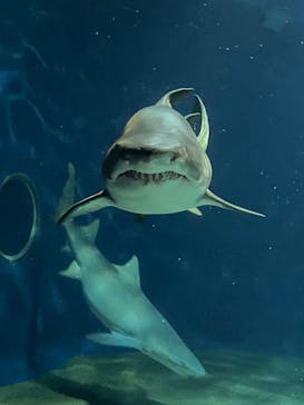 アクアワールド茨城県大洗水族館に投稿された画像（2023/10/9）