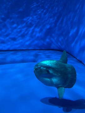 アクアワールド茨城県大洗水族館に投稿された画像（2023/10/9）