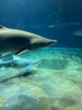アクアワールド茨城県大洗水族館に投稿された画像（2023/10/9）