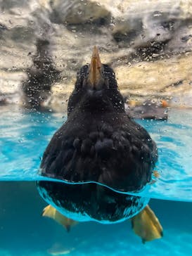 アクアワールド茨城県大洗水族館に投稿された画像（2023/10/9）