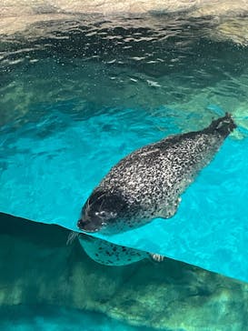 アクアワールド茨城県大洗水族館に投稿された画像（2023/10/9）