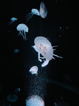 京都水族館に投稿された画像（2023/10/9）