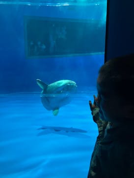 アクアワールド茨城県大洗水族館に投稿された画像（2023/10/9）