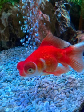 NARA KINGYO MUSEUMに投稿された画像（2023/10/9）