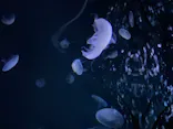 サンシャイン水族館に投稿された画像（2023/10/9）