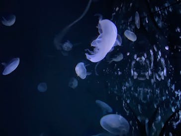 サンシャイン水族館に投稿された画像（2023/10/9）