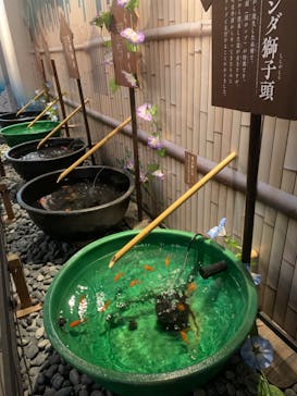 世界淡水魚園水族館　アクア・トトぎふに投稿された画像（2023/10/9）