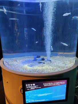 サケのふるさと 千歳水族館に投稿された画像（2023/10/9）