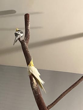 Moff animal cafe イオンモール幕張新都心店に投稿された画像（2023/10/9）