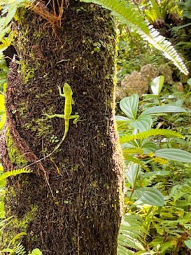 御菓子御殿　名護店　やんばる亜熱帯の森DINO恐竜PARKに投稿された画像（2023/10/9）