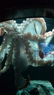 サンシャイン水族館に投稿された画像（2023/10/9）