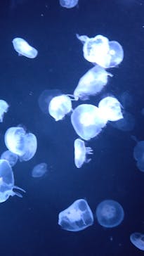 サンシャイン水族館に投稿された画像（2023/10/9）