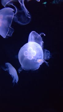 サンシャイン水族館に投稿された画像（2023/10/9）