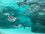 天王寺動物園に投稿された画像（2023/10/9）