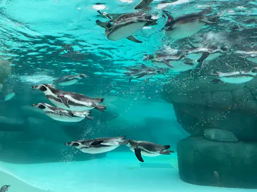 天王寺動物園に投稿された画像（2023/10/9）