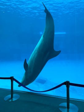 名古屋港水族館に投稿された画像（2023/10/9）