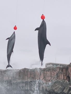 名古屋港水族館に投稿された画像（2023/10/9）