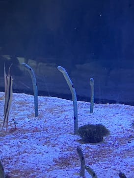 名古屋港水族館に投稿された画像（2023/10/9）