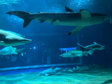 アクアワールド茨城県大洗水族館に投稿された画像（2023/10/9）