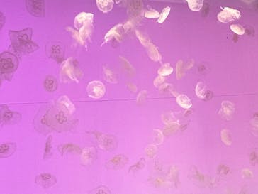 アクアワールド茨城県大洗水族館に投稿された画像（2023/10/9）