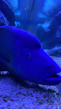 すみだ水族館に投稿された画像（2023/10/9）