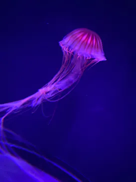 すみだ水族館に投稿された画像（2023/10/9）