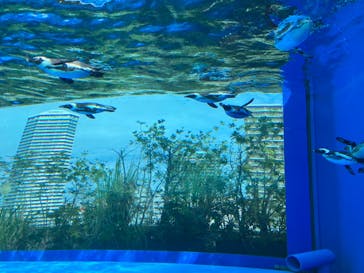 サンシャイン水族館に投稿された画像（2023/10/9）