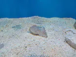サンシャイン水族館に投稿された画像（2023/10/9）