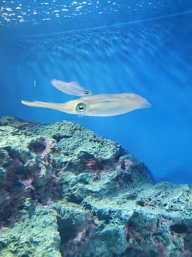 サンシャイン水族館に投稿された画像（2023/10/9）