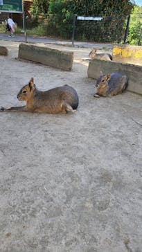 群馬サファリパークに投稿された画像（2023/10/9）