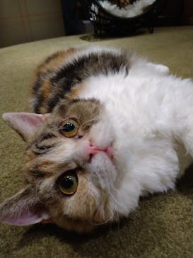 猫カフェモカ　新宿店に投稿された画像（2023/10/9）