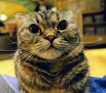 猫カフェモカ　新宿店に投稿された画像（2023/10/9）