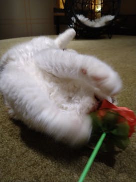 猫カフェモカ　新宿店に投稿された画像（2023/10/8）