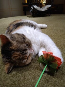 猫カフェモカ　新宿店に投稿された画像（2023/10/8）