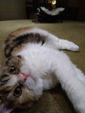 猫カフェモカ　新宿店に投稿された画像（2023/10/4）