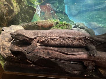 京都水族館に投稿された画像（2023/10/9）