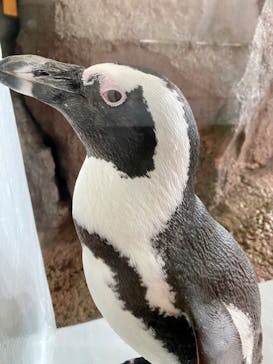 京都水族館に投稿された画像（2023/10/9）