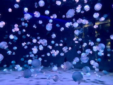 京都水族館に投稿された画像（2023/10/9）