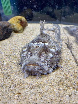 京都水族館に投稿された画像（2023/10/9）