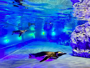 すみだ水族館に投稿された画像（2023/10/9）