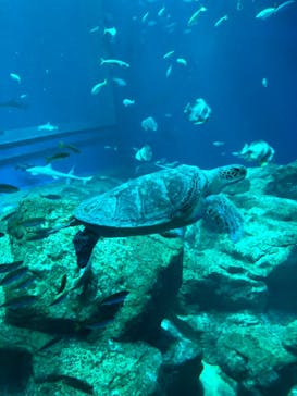 アクアワールド茨城県大洗水族館に投稿された画像（2023/10/9）