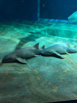 アクアワールド茨城県大洗水族館に投稿された画像（2023/10/9）