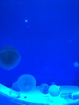 アクアワールド茨城県大洗水族館に投稿された画像（2023/10/9）